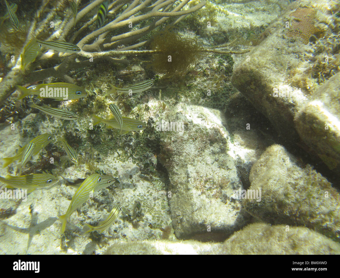 Sous l'eau près de Fort Jefferson FL Golfe du Mexique Banque D'Images