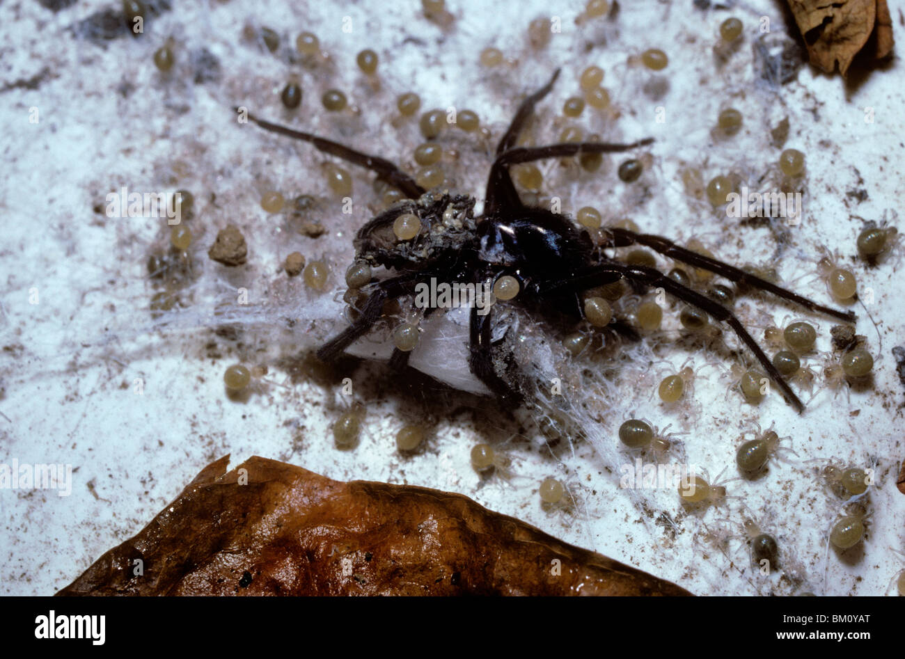 La dentelle noire weaver spider (Amaurobius ferox) l'alimentation des bébés sur le cadavre de leur mère décédée récemment (gerontophagy), Royaume-Uni Banque D'Images
