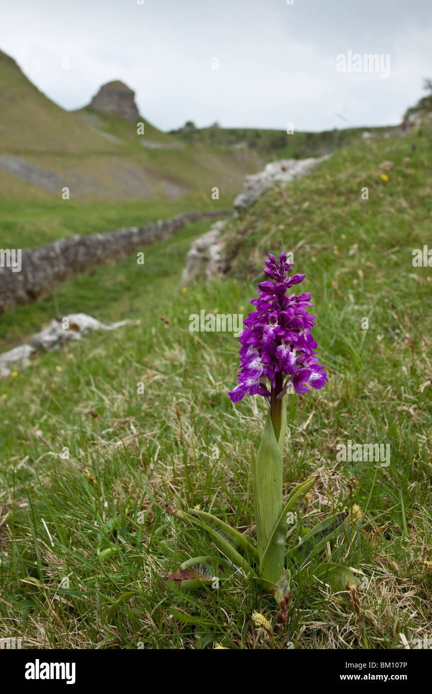 Début de l'Orchidée Pourpre, Orchis mascula, Stoney Middleton and Chatsworth Dale, Derbyshire Banque D'Images