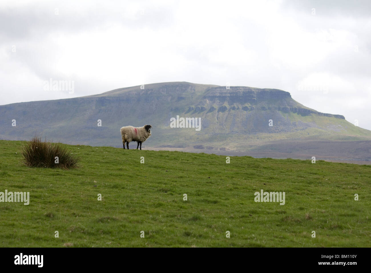 Pen Y Gent Hill Angleterre Yorkshire Dales Banque D'Images