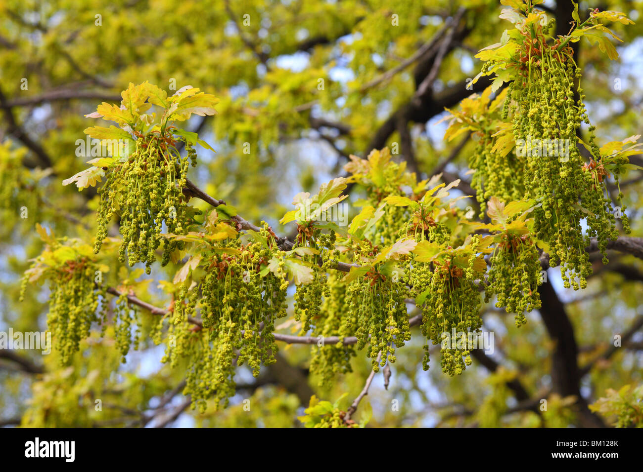 Floraison commun chêne pédonculé Quercus robur Banque D'Images