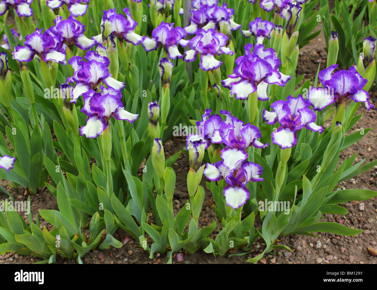 Bleu Blanc Iris 'Starbaby' fleurit close up Banque D'Images