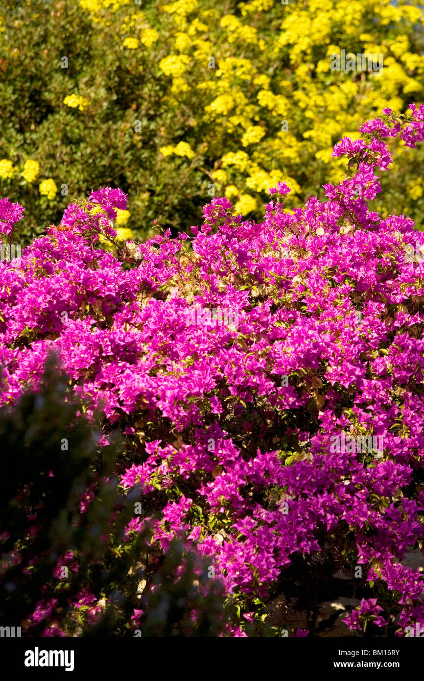 Rapprochement de Borgio Verezzi, Ligury, Italie, Europe Banque D'Images