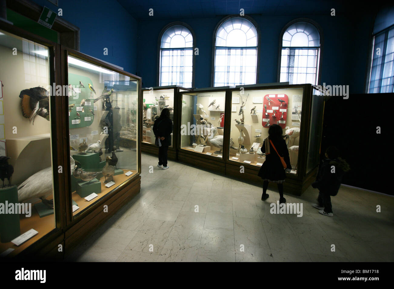 Museo Civico di Storia Naturale, Musée d'Histoire Naturelle, Corso Venezia 55, Milan, Lombardie, Italie, Europe Banque D'Images