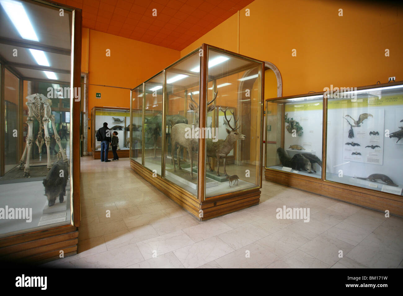 Museo Civico di Storia Naturale, Musée d'Histoire Naturelle, Corso Venezia 55, Milan, Lombardie, Italie, Europe Banque D'Images