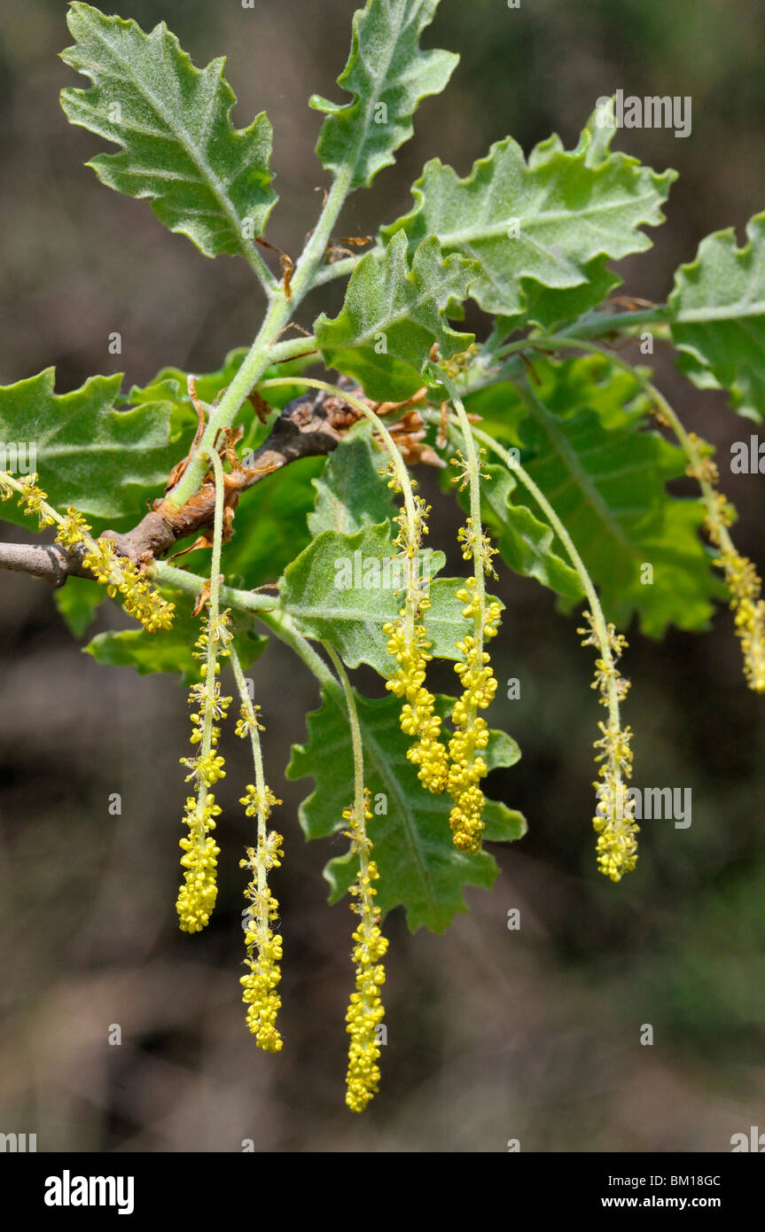 Quercus pubescens, le chêne Banque D'Images