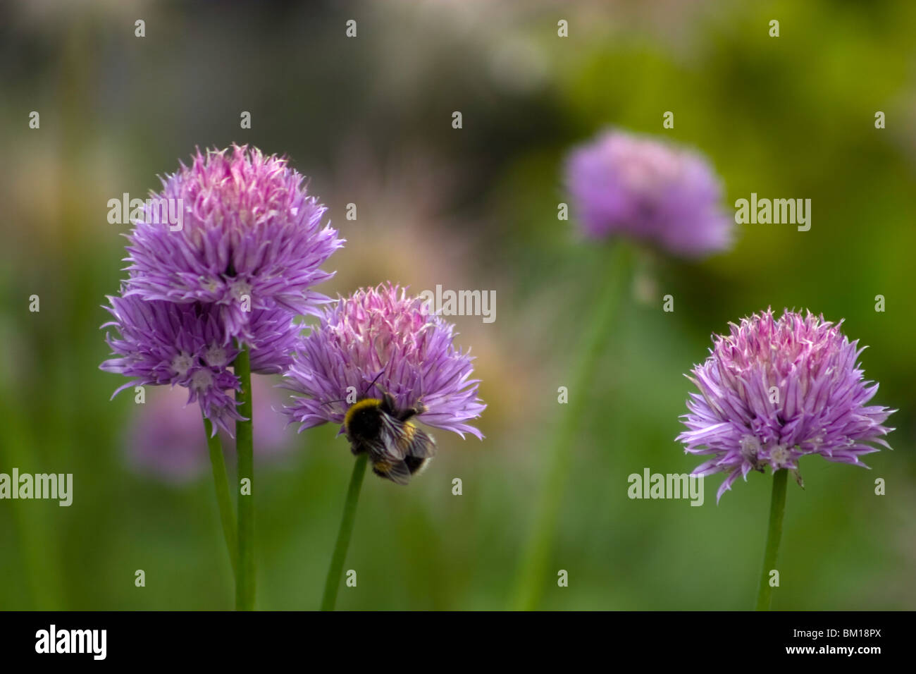 Fleurs de ciboulette attirer les abeilles pour leur pollen Banque D'Images