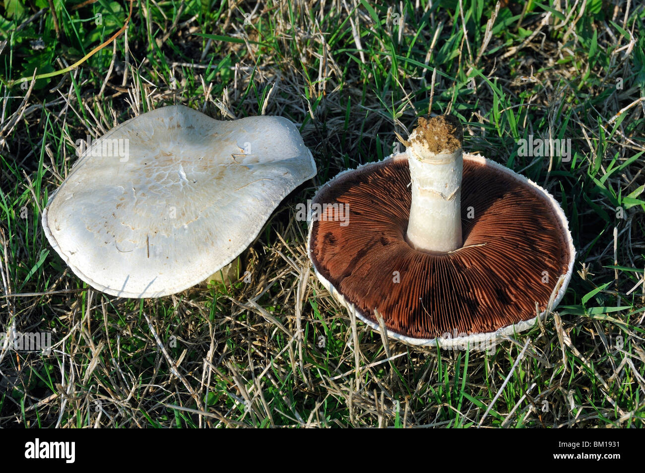 Psalliota campestris, Horse Mushroom Banque D'Images