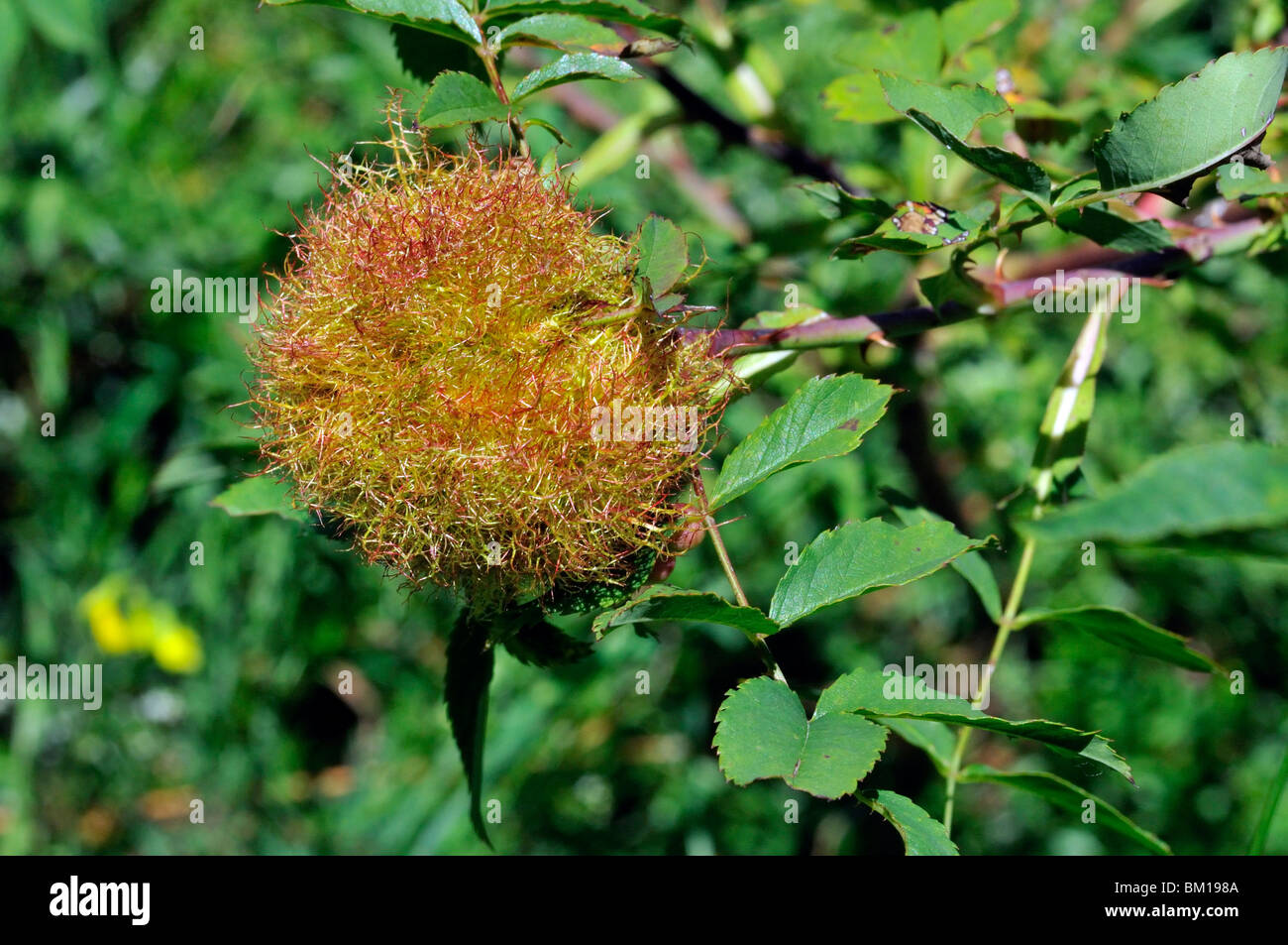 Gall mature sur Dog Rose Banque D'Images