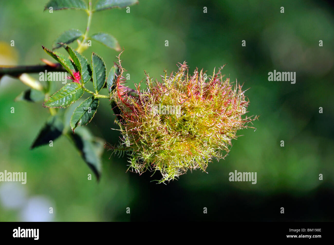 Gall mature sur Dog Rose Banque D'Images