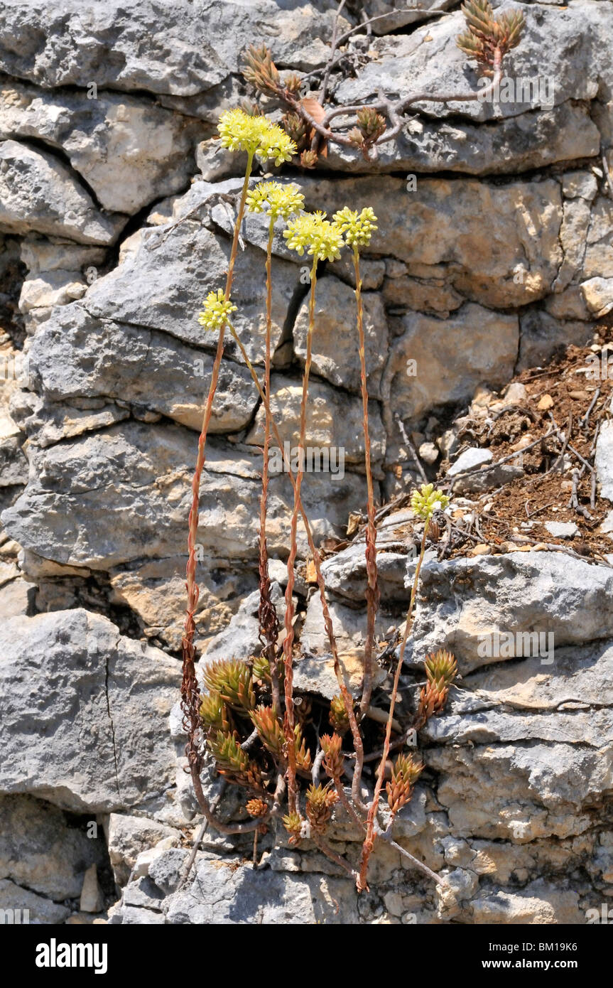 Sedum sediforme Banque D'Images