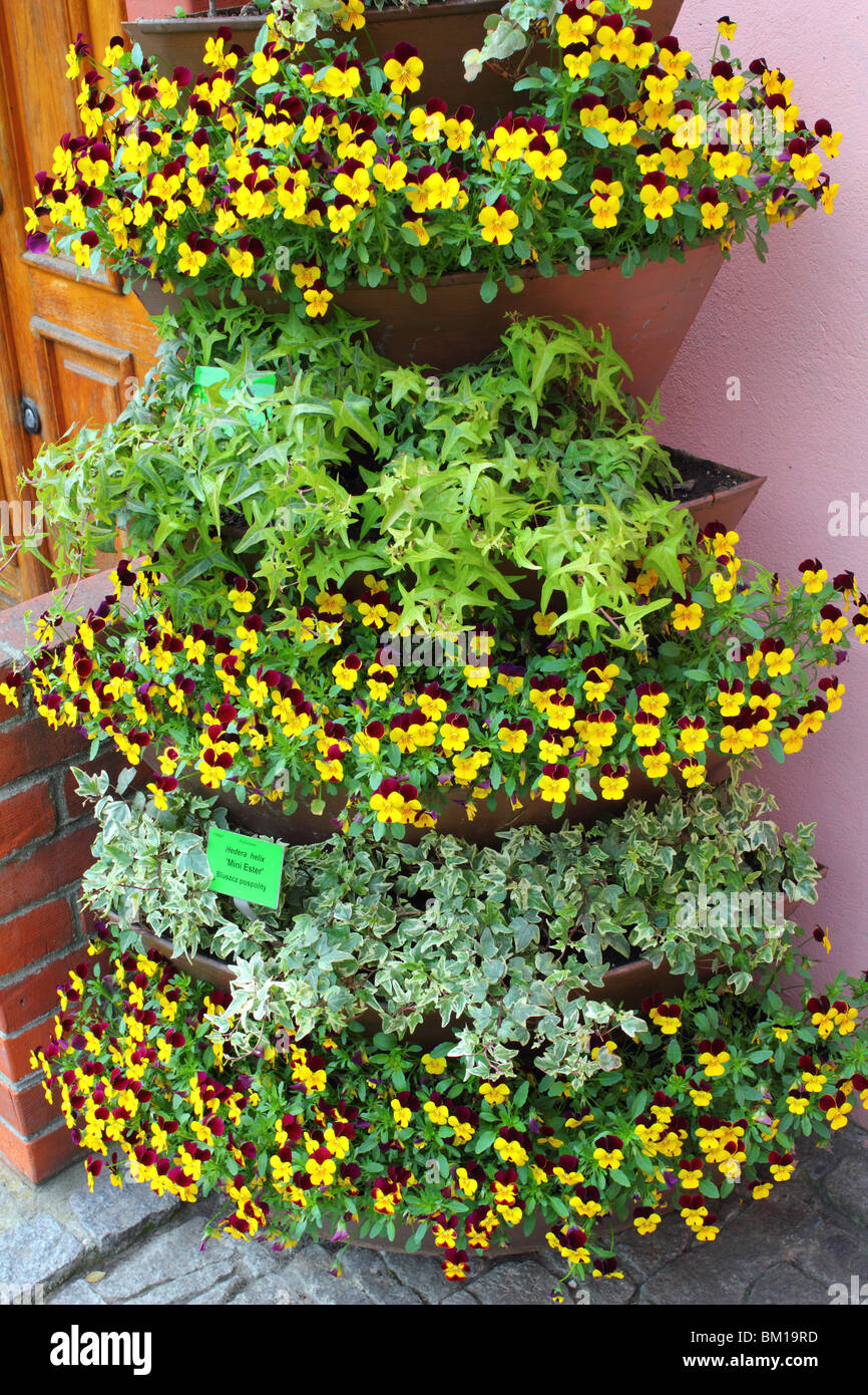 Brun Jaune fleurs violettes et de lierre dans le pot à fleurs Banque D'Images