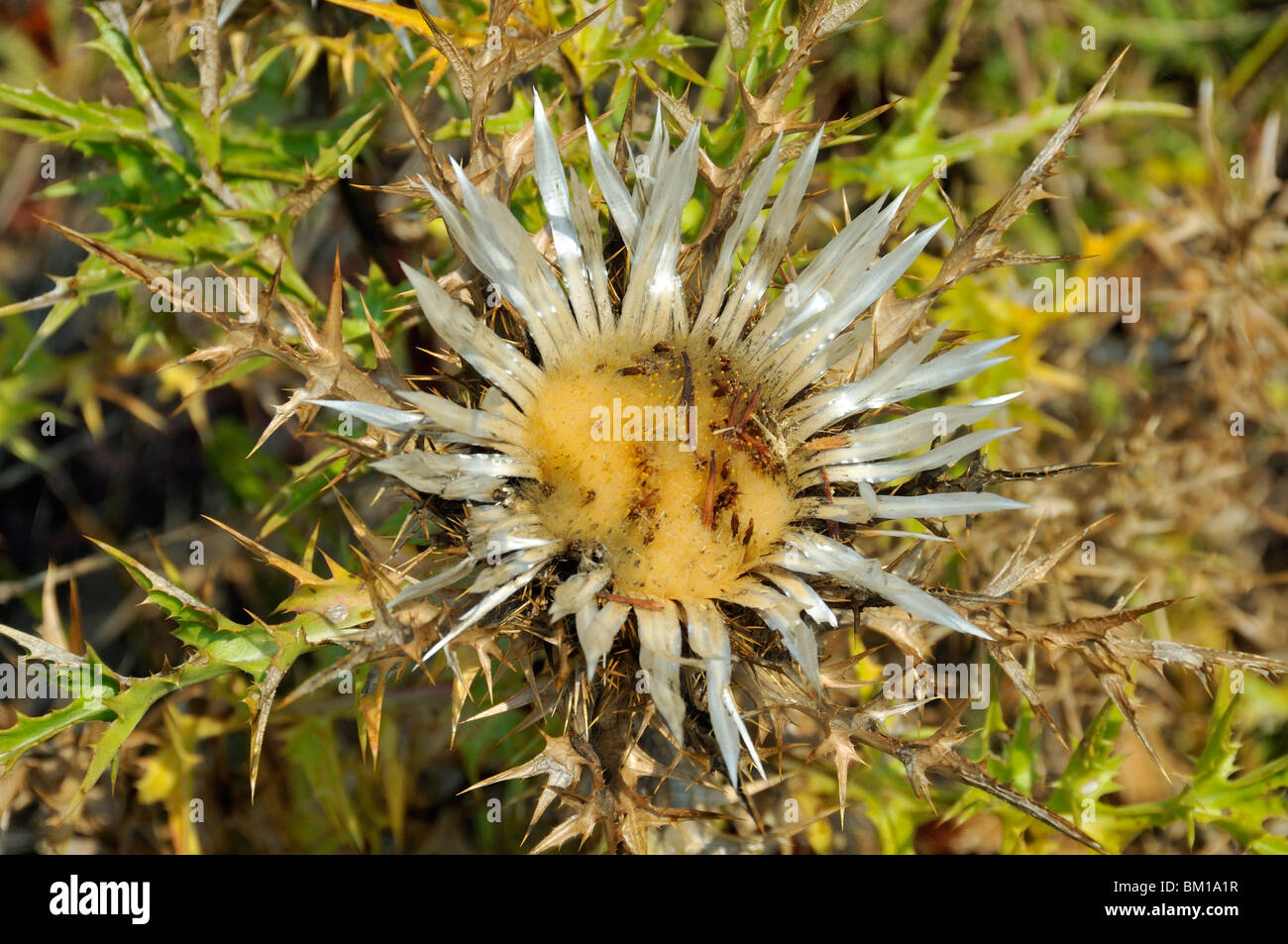 Carlina acaulis carline acaule, chardon Banque D'Images