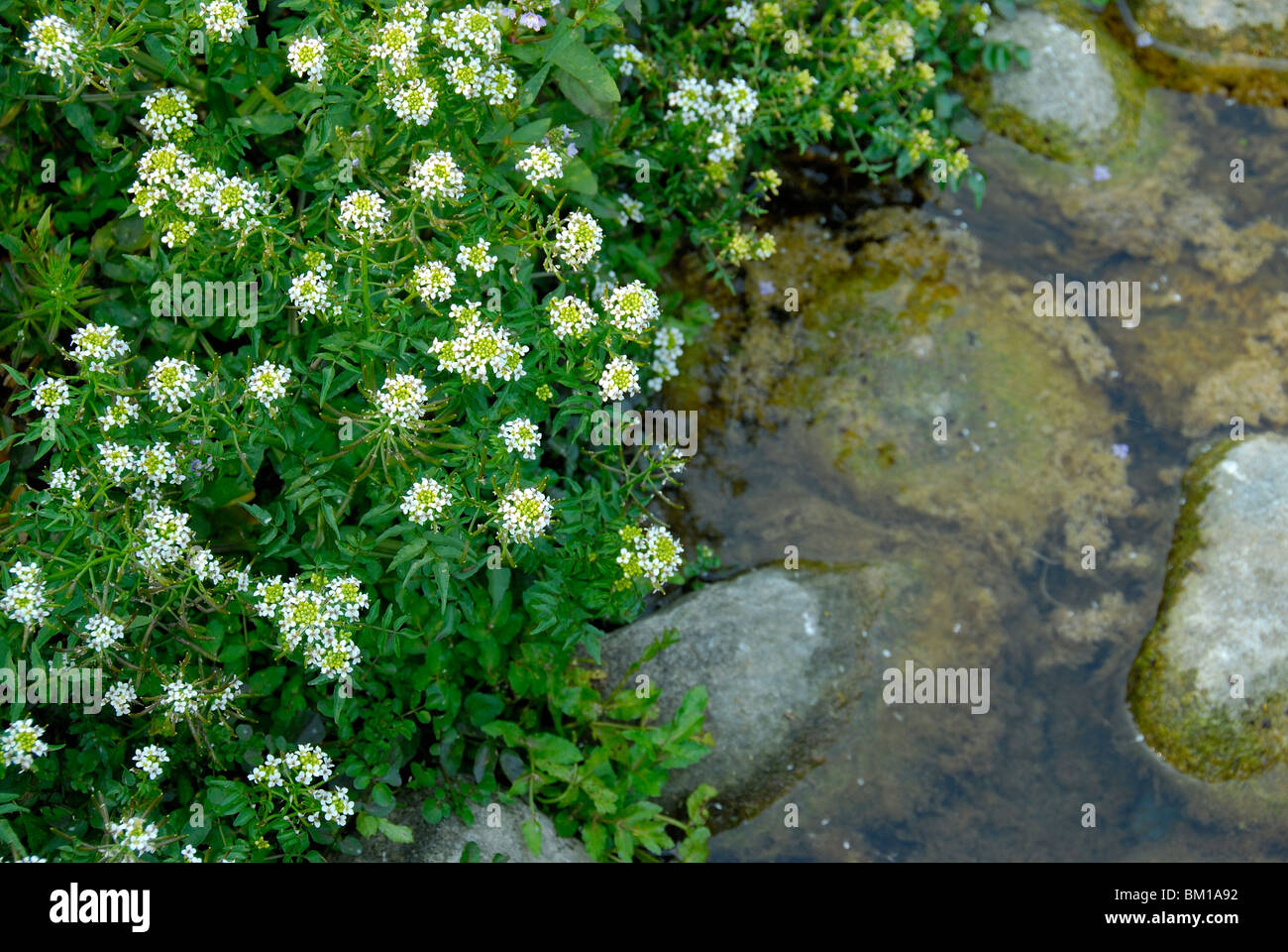 Cardamine amara, Bittercress ou amer-cress Banque D'Images