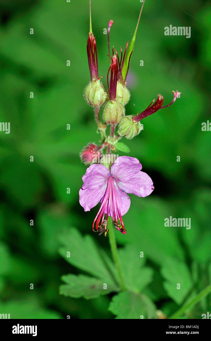 Bigroot geranium Banque de photographies et d’images à haute résolution ...