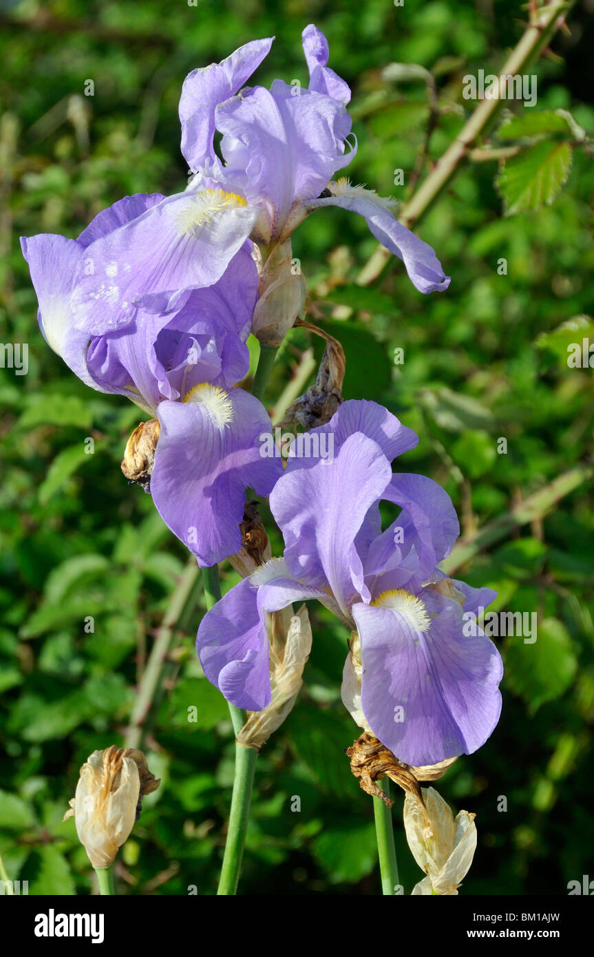Iris germanica Iris allemand, Banque D'Images