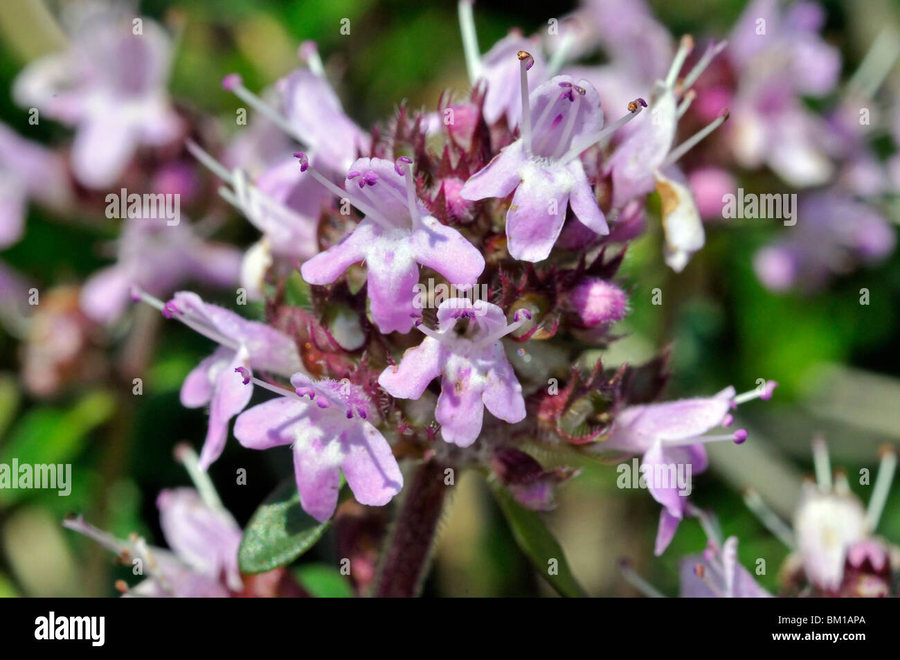 Thym Rampantes Thymus serpyllum thym sauvage ou thym rampant Banque de photographies ...