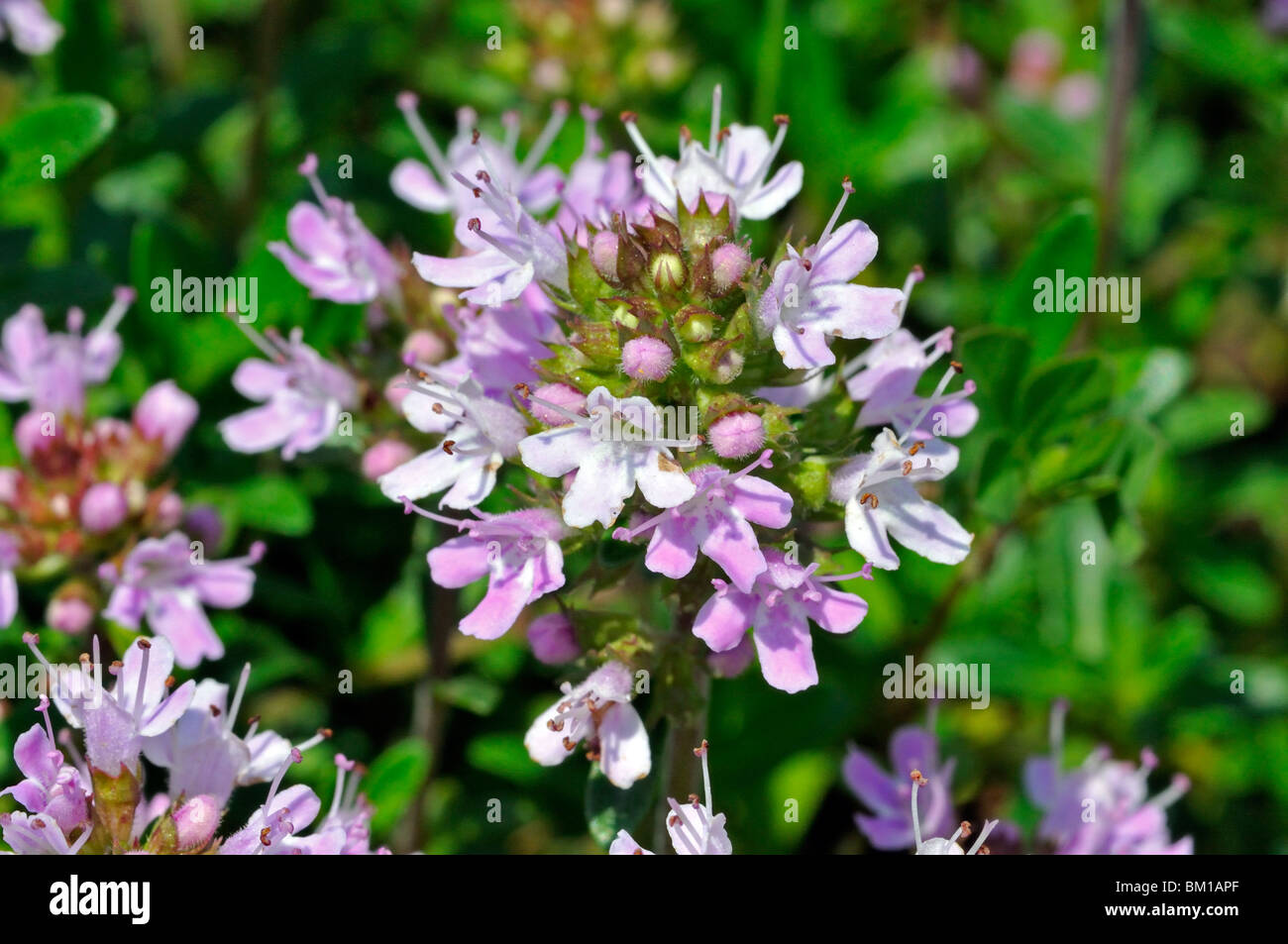 Thymus serpyllum, serpolet ou Thym rampant Banque D'Images