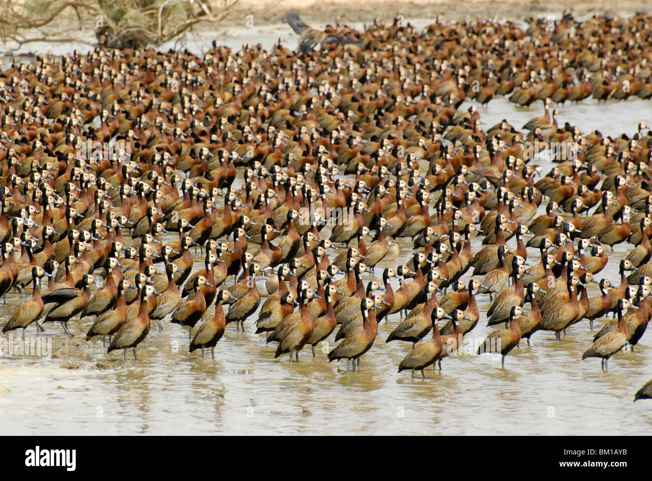 Canard sifflement à face blanche En vol, Parc National des Oiseaux du Djoudj, République du Sénégal, l'Afrique Banque D'Images