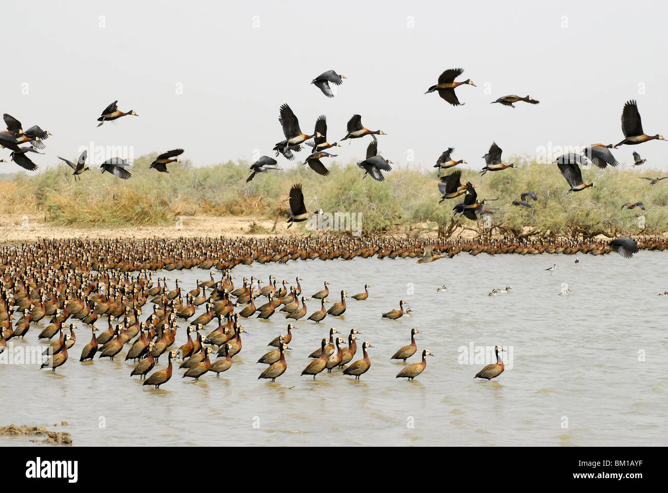 Canard sifflement à face blanche En vol, Parc National des Oiseaux du Djoudj, République du Sénégal, l'Afrique Banque D'Images