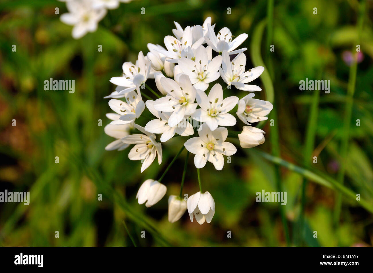 L'allium neapolitanum ail de Naples, Banque D'Images