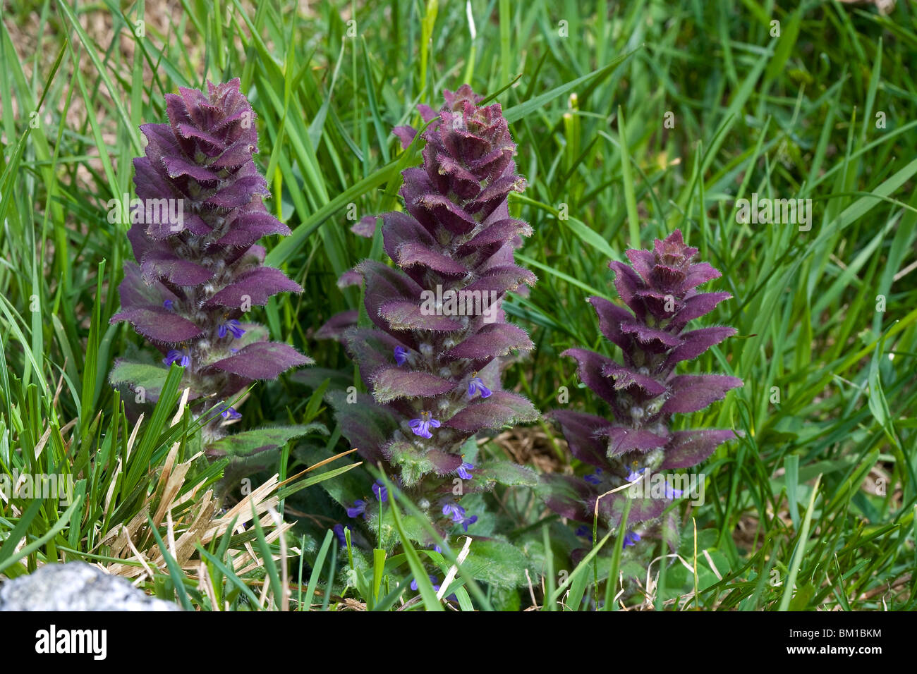 Ajuga pyramidalis bugle pyramidale, bugola piramidale, Banque D'Images