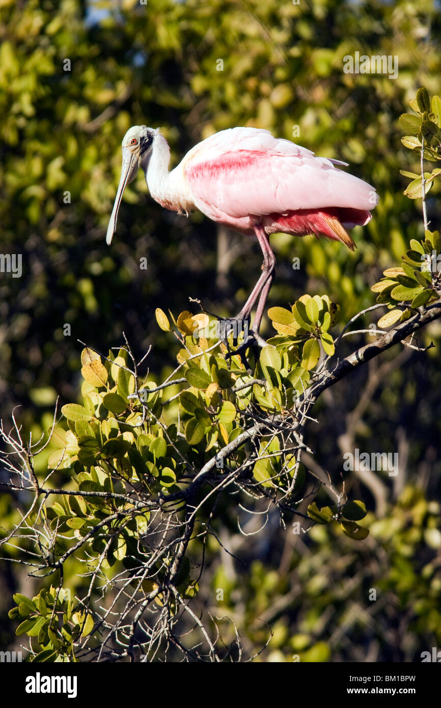 Roseate Spoonbill - J.N. Ding Darling National Wildlife Refuge - Sanibel Island, Floride, USA Banque D'Images