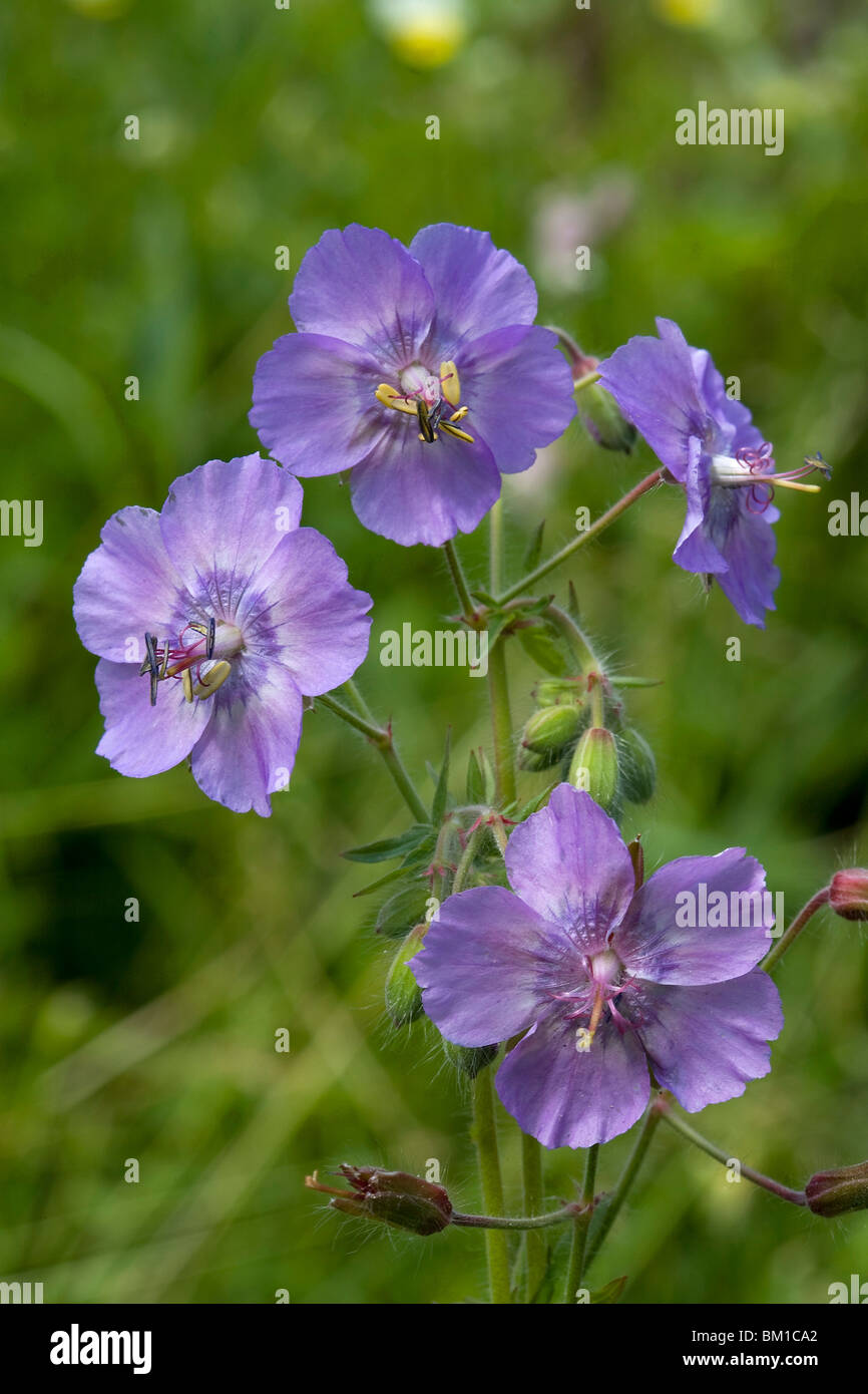 Geranium phaeum géranium sanguin sombre, Banque D'Images