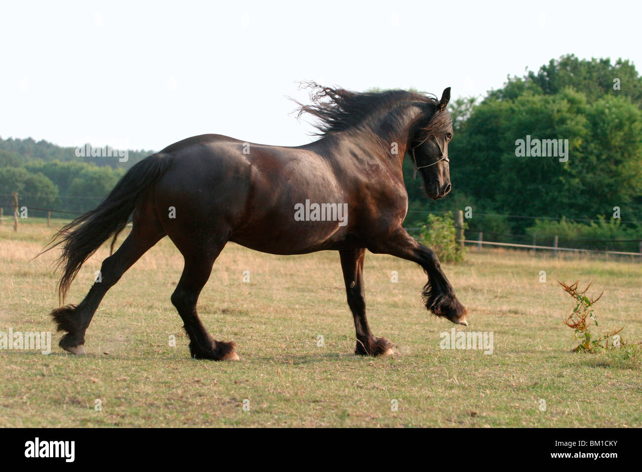 Rennender Friese / course cheval Frison Banque D'Images