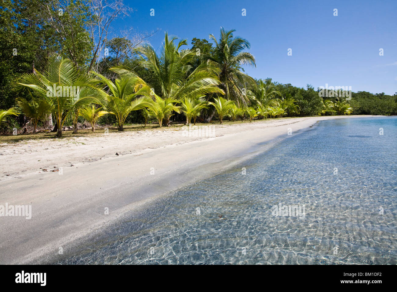 Star Beach, l'Île de Colon (l'Île de Colon), province de Bocas del Toro, PANAMA, Amérique Centrale Banque D'Images