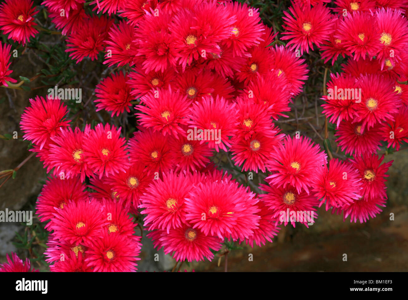 Lampranthus spectabilis, des usine à glace Banque D'Images