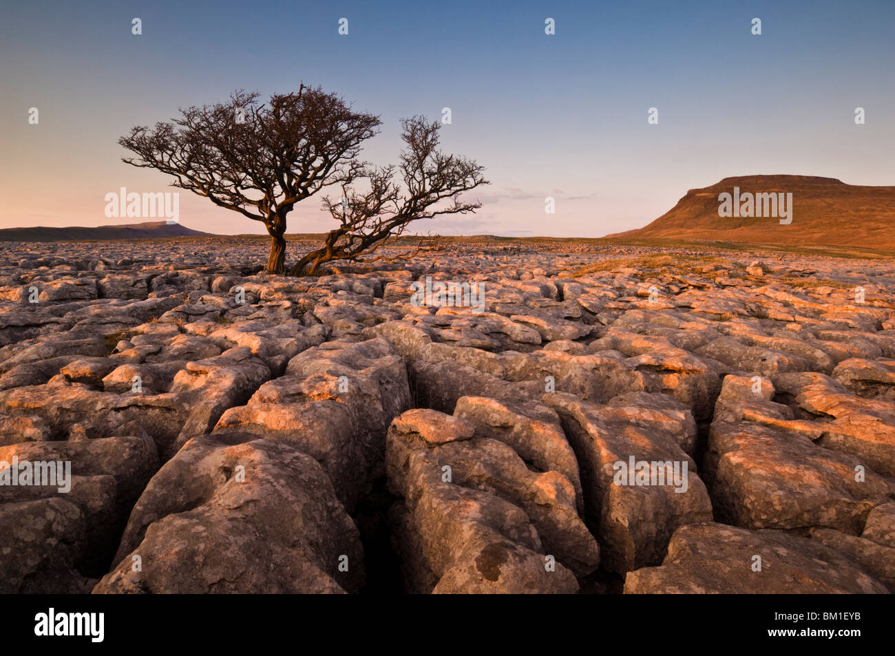 Arbre qui grandit à travers la roche calcaire de cicatrices blanches au coucher du soleil, Ingleton, Yorkshire Dales National Park, England, United Kingdom Banque D'Images