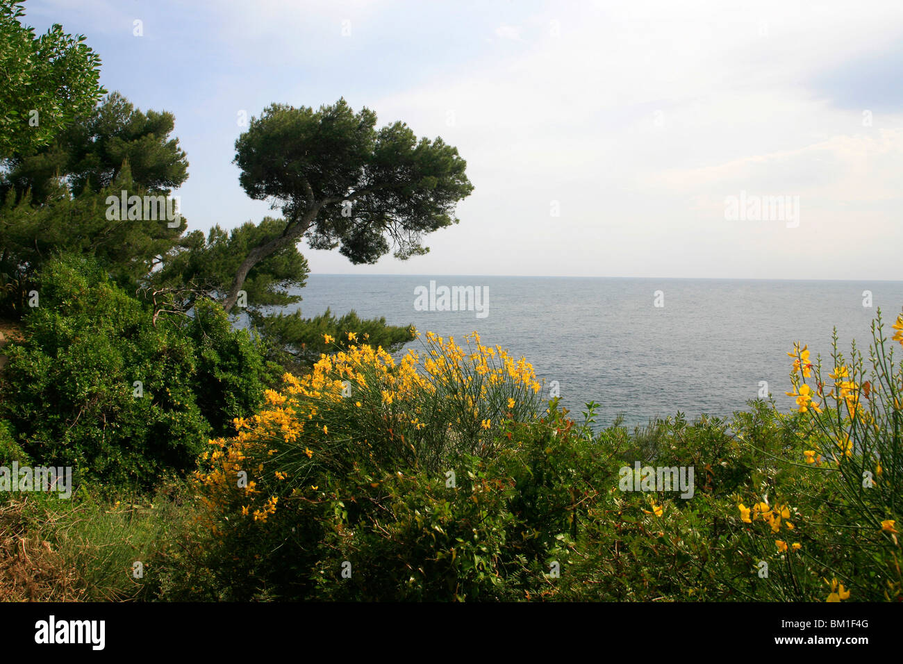 Pinus sp., Catégorie : Augmente Melangez junceum, balai espagnol sur la côte près de Nice, France Banque D'Images