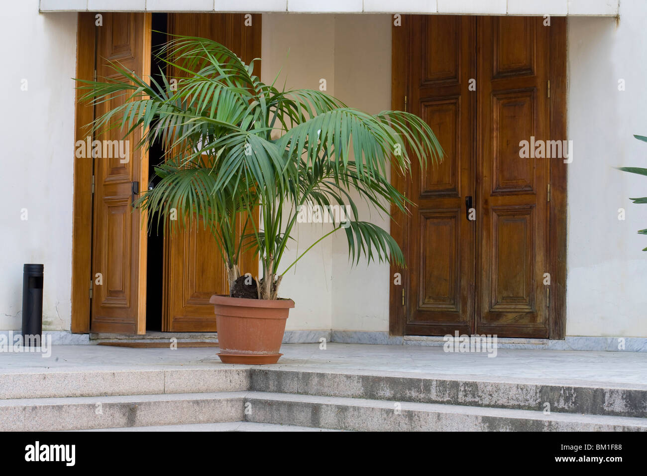 Palmier en pot Banque D'Images