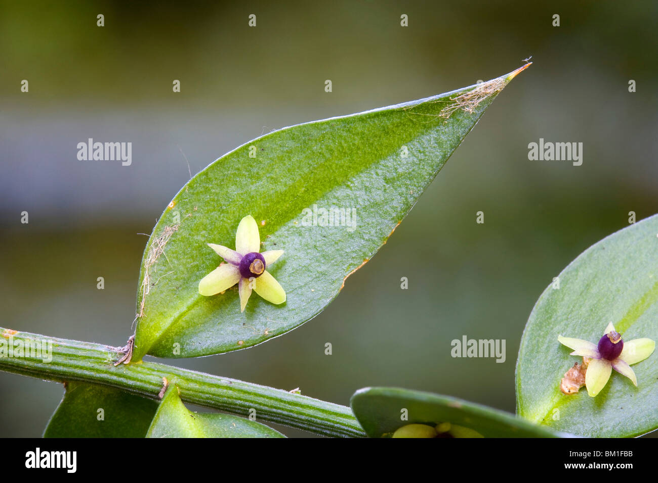 Butchers Broom Ruscus Aculeatus Stock Photos Butchers Broom