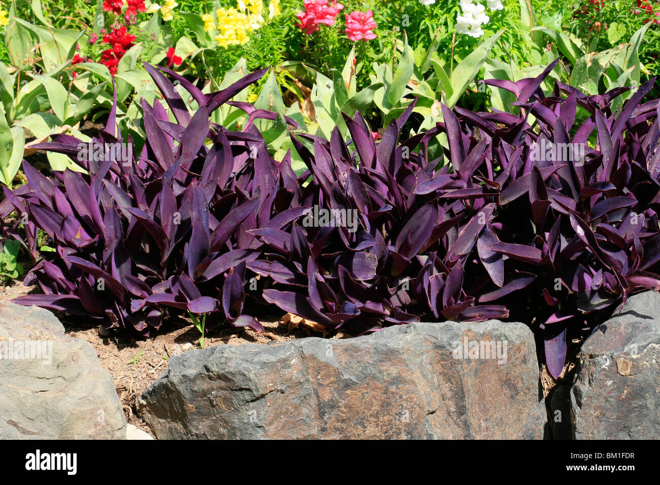 Tradescantia pallida 'purple heart' Banque de photographies et d’images