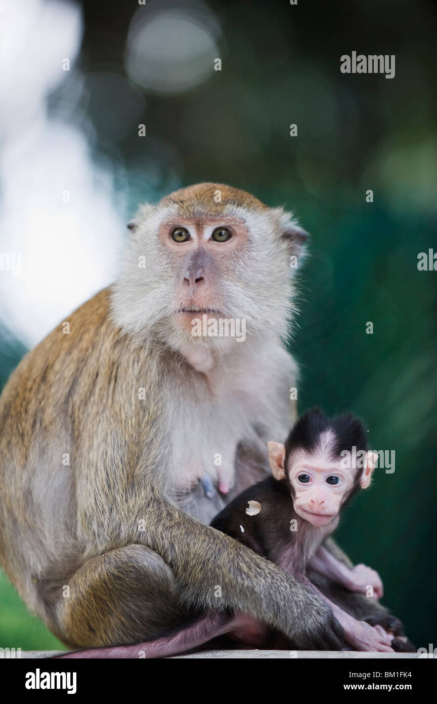 Macaque à Lake Gardens, Kuala Lumpur, Malaisie, Asie du Sud, Asie Banque D'Images