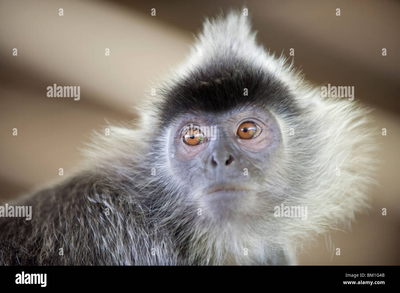 La feuille d'argent Langur monkey, Labuk Bay Proboscis Monkey Sanctuary, Sabah, Bornéo, Malaisie, Asie du Sud, Asie Banque D'Images