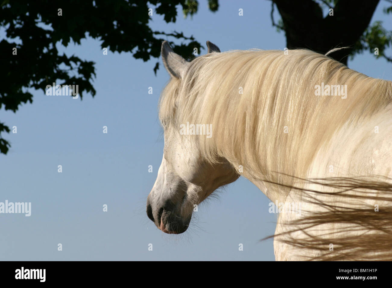 Cheval gris Banque D'Images