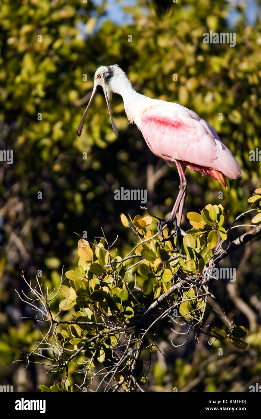 Roseate Spoonbill - J.N. Ding Darling National Wildlife Refuge - Sanibel Island, Floride, USA Banque D'Images