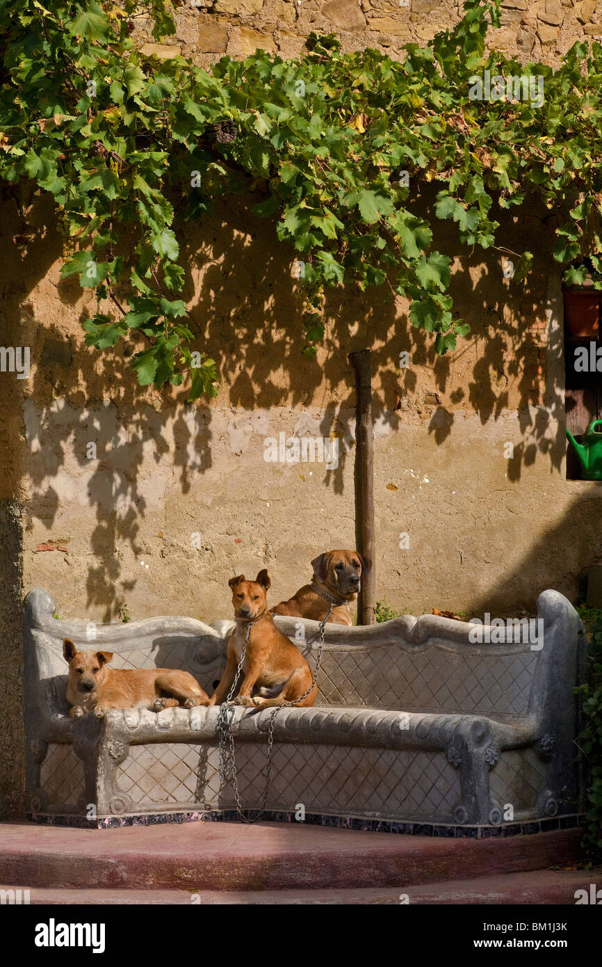 Les chiens, Messine, Sicile, Italie, Europe Banque D'Images