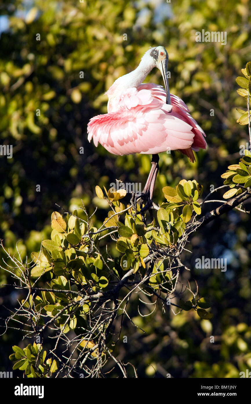 Roseate Spoonbill - J.N. Ding Darling National Wildlife Refuge - Sanibel Island, Floride, USA Banque D'Images