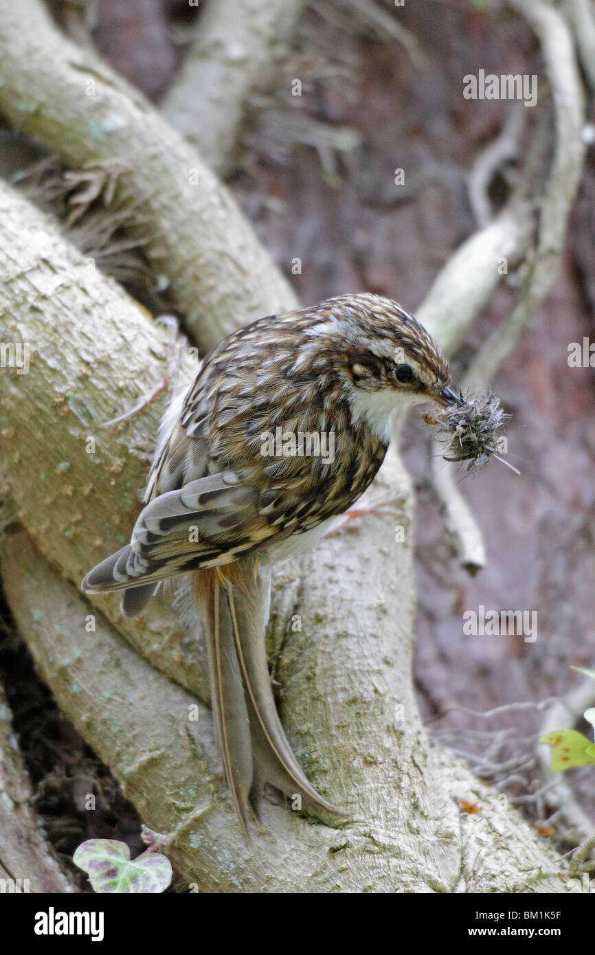 Bruant eurasienne à l'emplacement du nid Banque D'Images