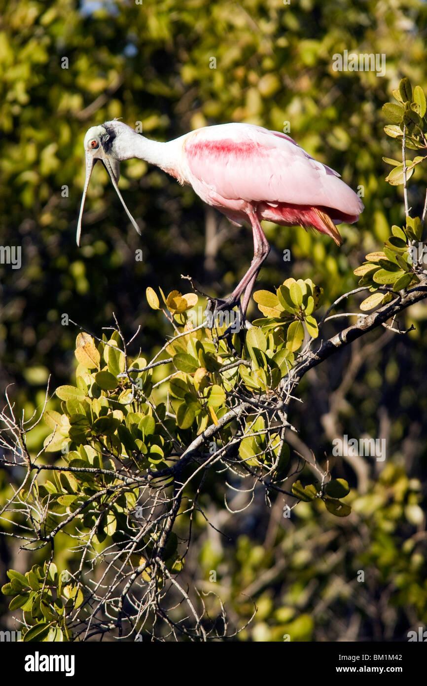 Roseate Spoonbill - J.N. Ding Darling National Wildlife Refuge - Sanibel Island, Floride, USA Banque D'Images
