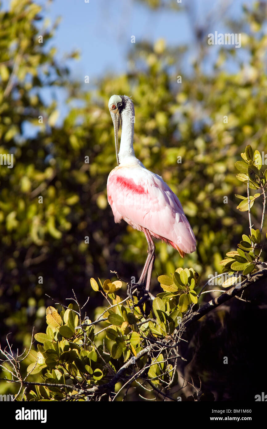 Roseate Spoonbill - J.N. Ding Darling National Wildlife Refuge - Sanibel Island, Floride, USA Banque D'Images