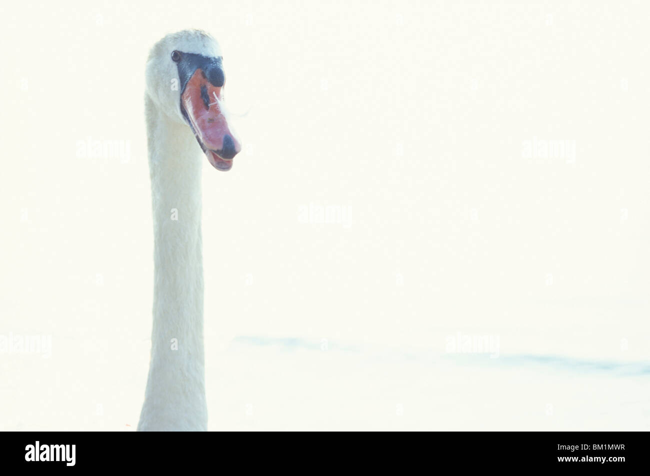 Portrait de swan Anatidés sur les rives du lac de Garde ITALIE Trento Banque D'Images