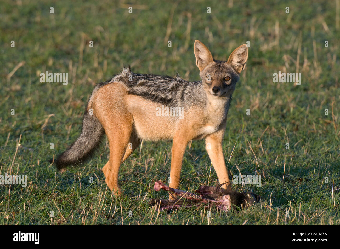 Le chacal à dos noir (Canis mesomelas), Masai Mara National Reserve, Kenya, Afrique de l'Est, l'Afrique Banque D'Images