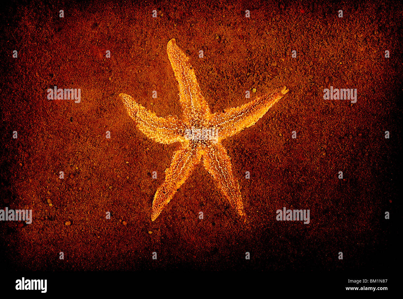 Il y a une étoile de mer sur le sable brun Banque D'Images