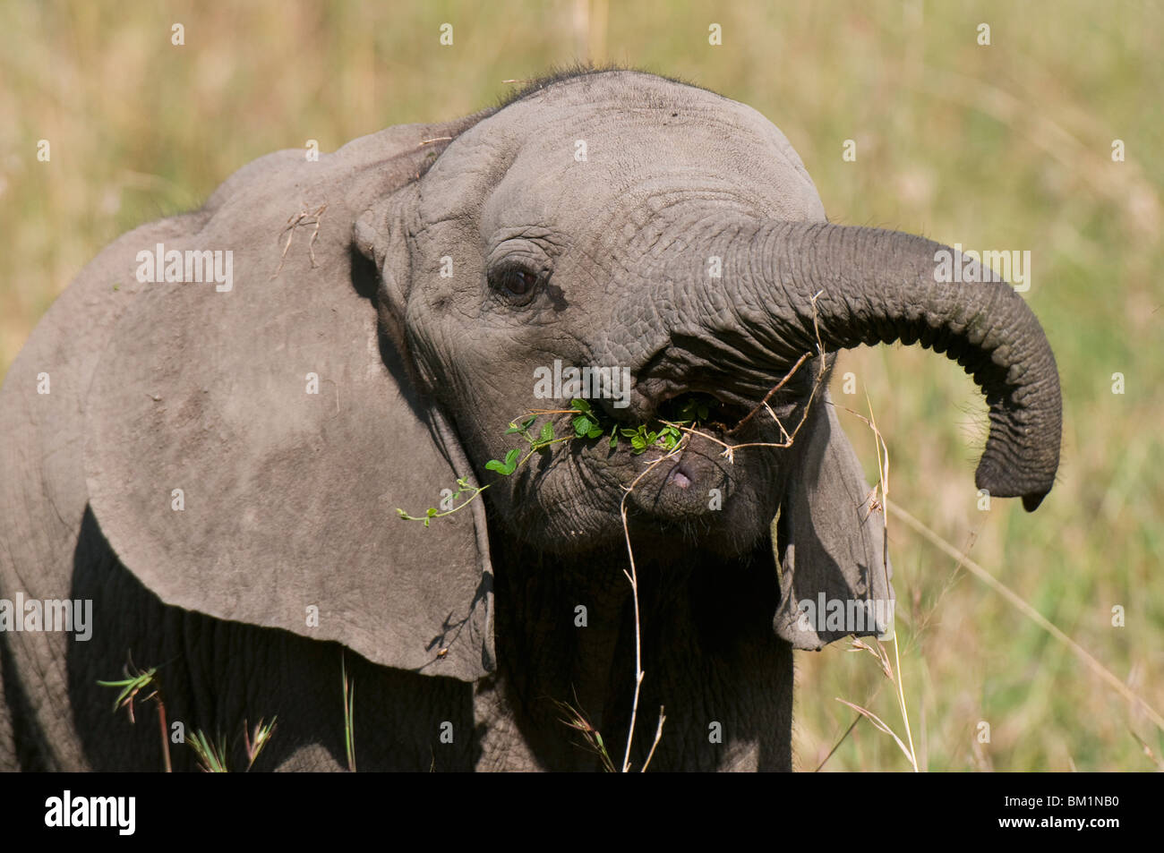 Bébé éléphant d'Afrique (Loxodonta africana), Masai Mara National Reserve, Kenya, Afrique de l'Est, l'Afrique Banque D'Images