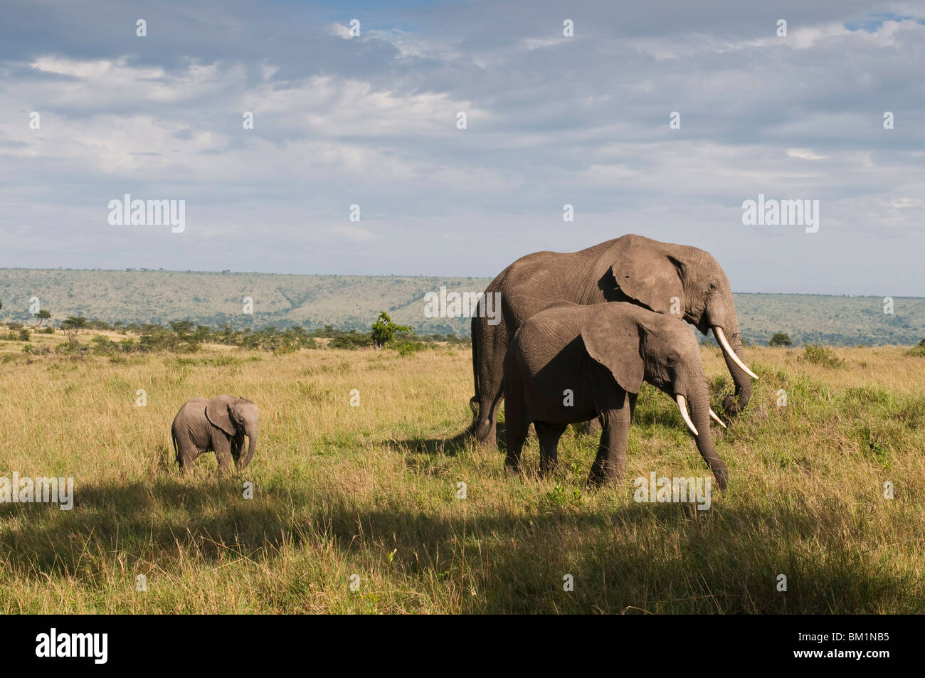 Les éléphants africains et veau (Loxodonta africana), Masai Mara National Reserve, Kenya, Afrique de l'Est, l'Afrique Banque D'Images